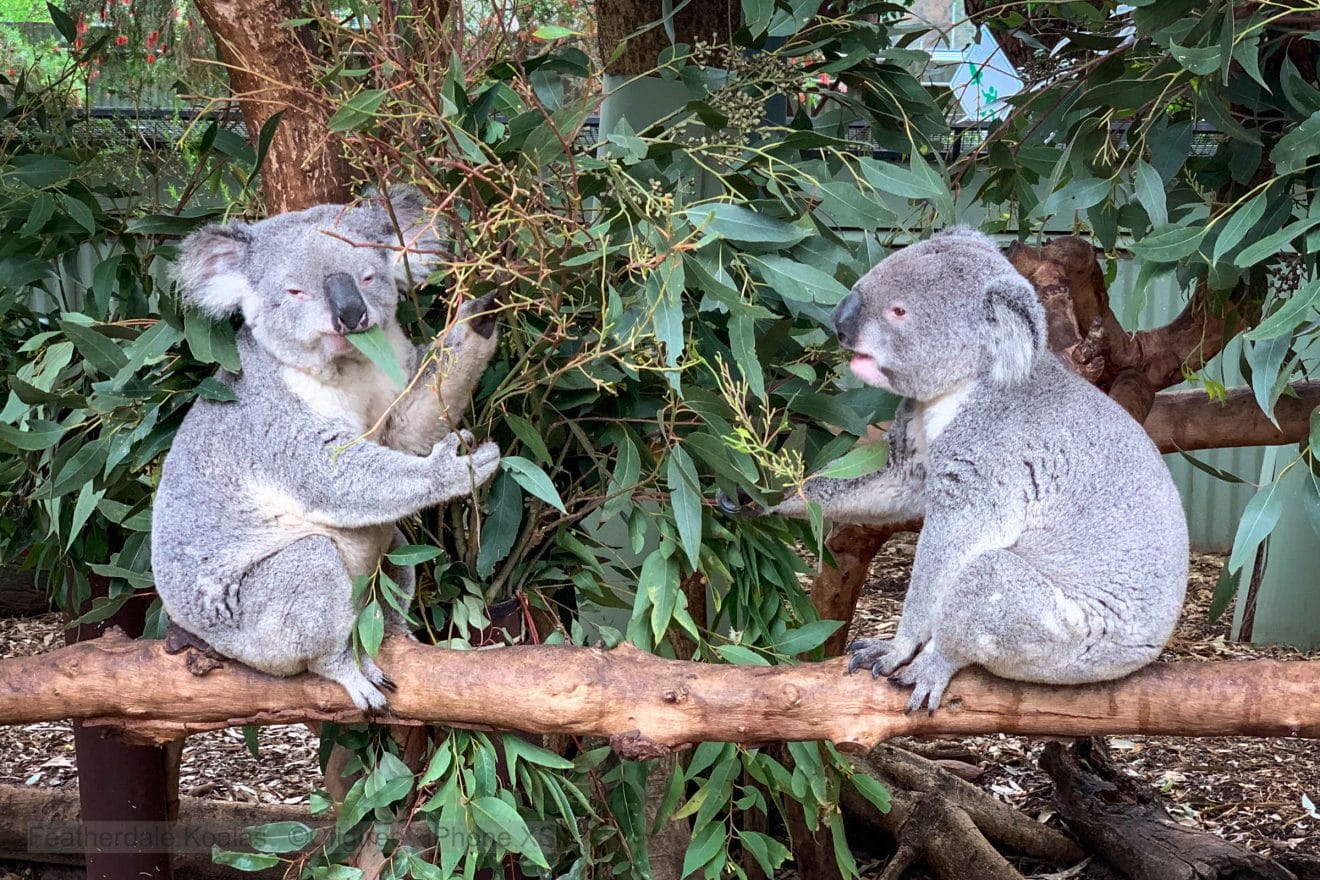 koalas at featherdale wildlife park