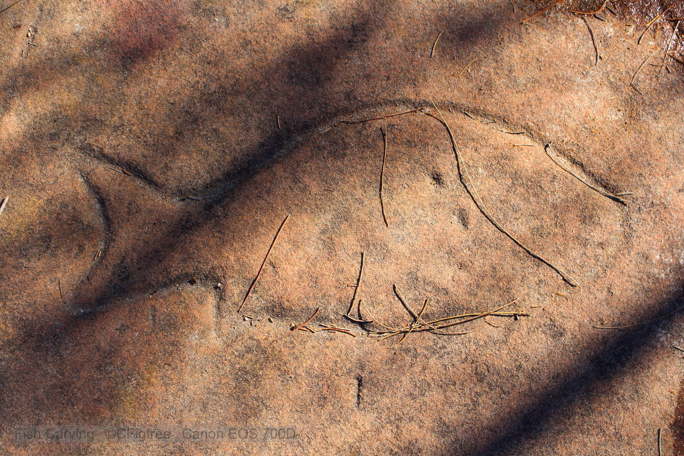 An Aboriginal Carving of a Fish on Sandstone