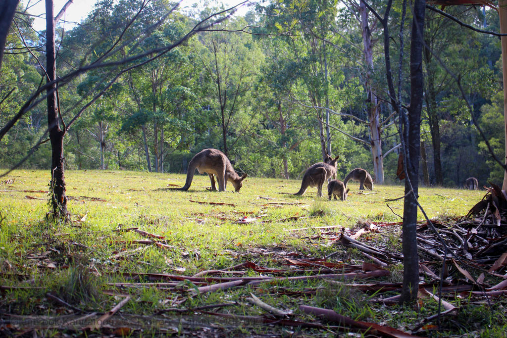 Kangaroos