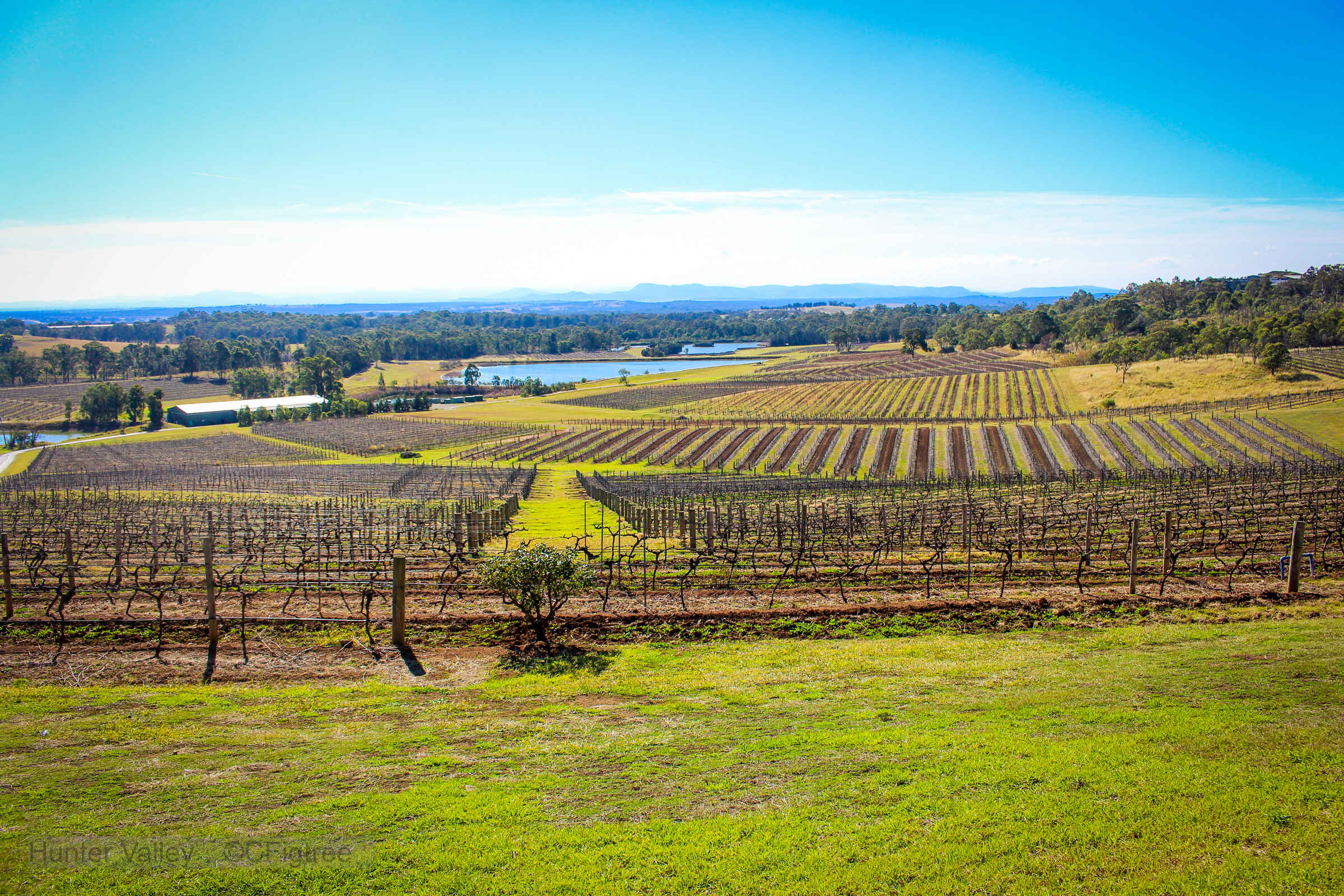 Hunter Valley Vinyards