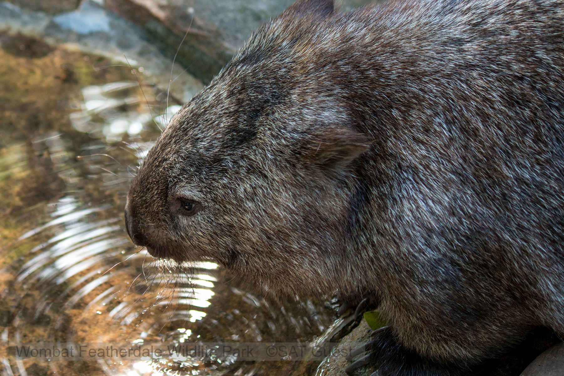 Featherdale Wildlife Park