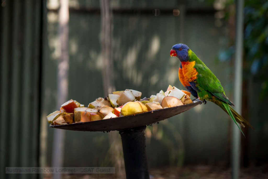 Australian Rainbow Lorikeet