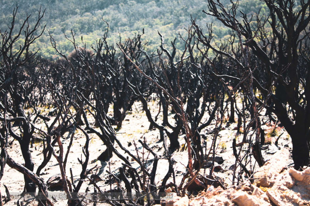 A forest of burnt our banksia