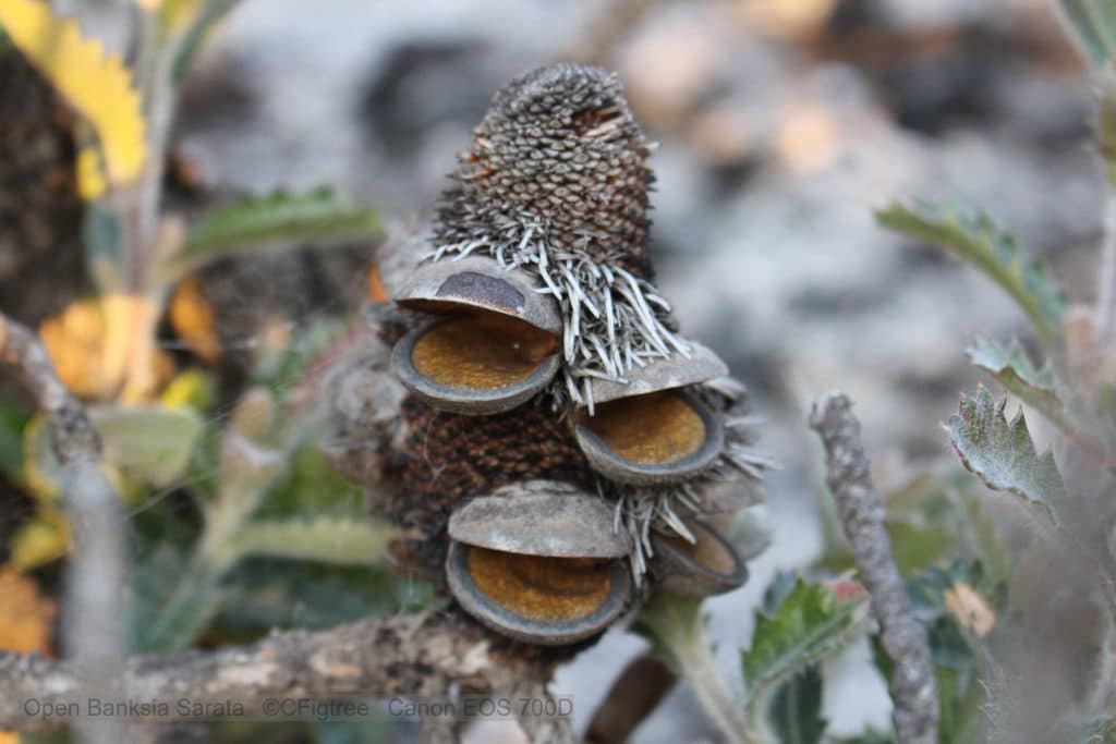 Open Banksia Sarata seed-pod