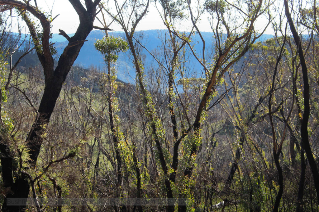 Bushfire recovery Eucalyptus with the Jamison valley in the background