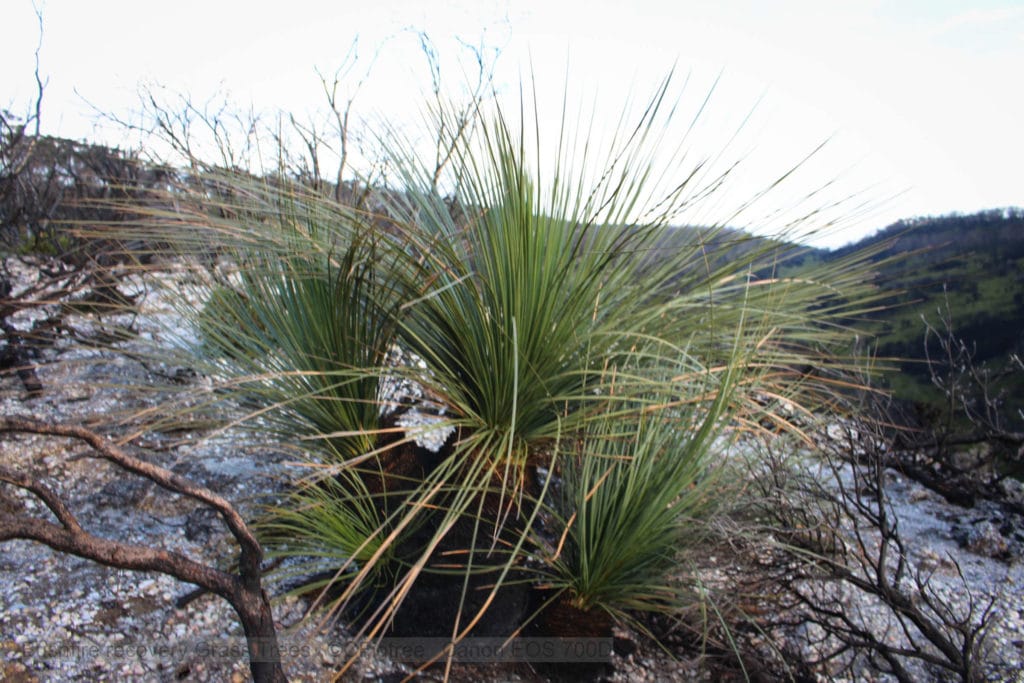 Grass trees after bushfire, black stumps