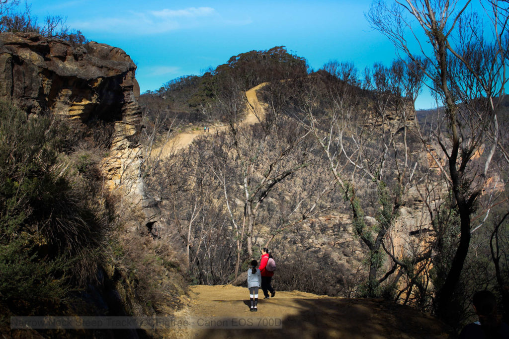 An image of a steep section of the Narrow Neck Track.