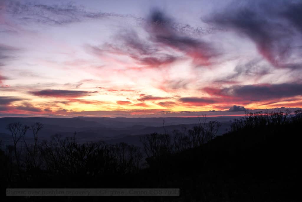 Sunset image with burnt recovering eucalyptus in the foreground