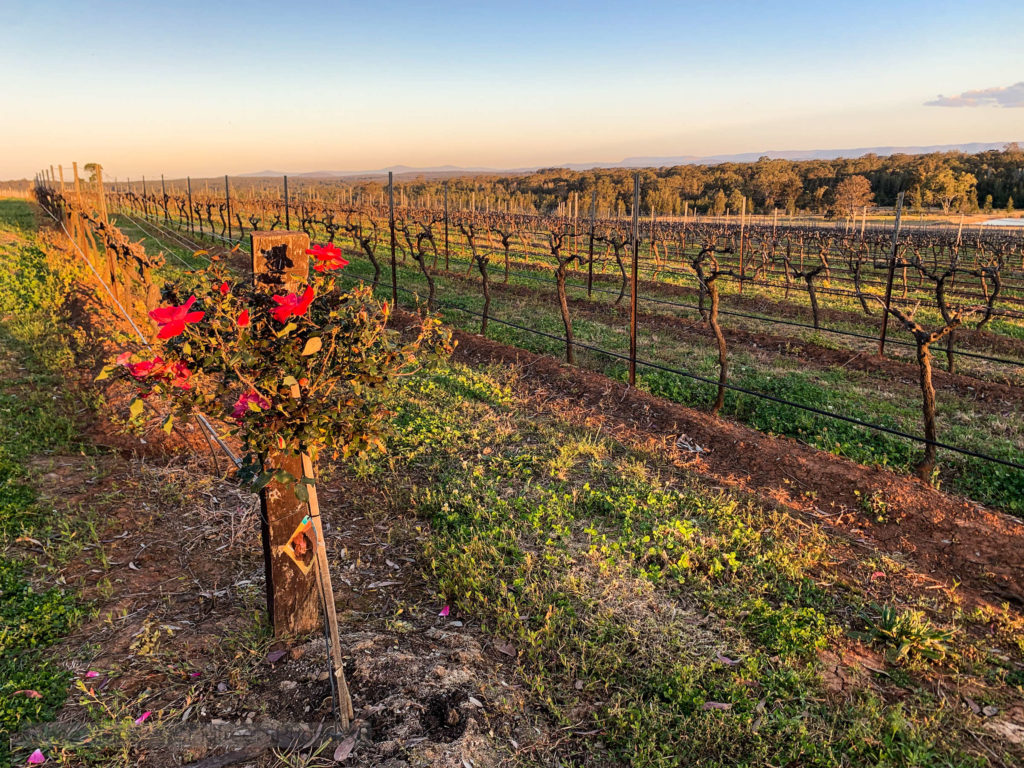 Early budding, late winter, Hunter Valley