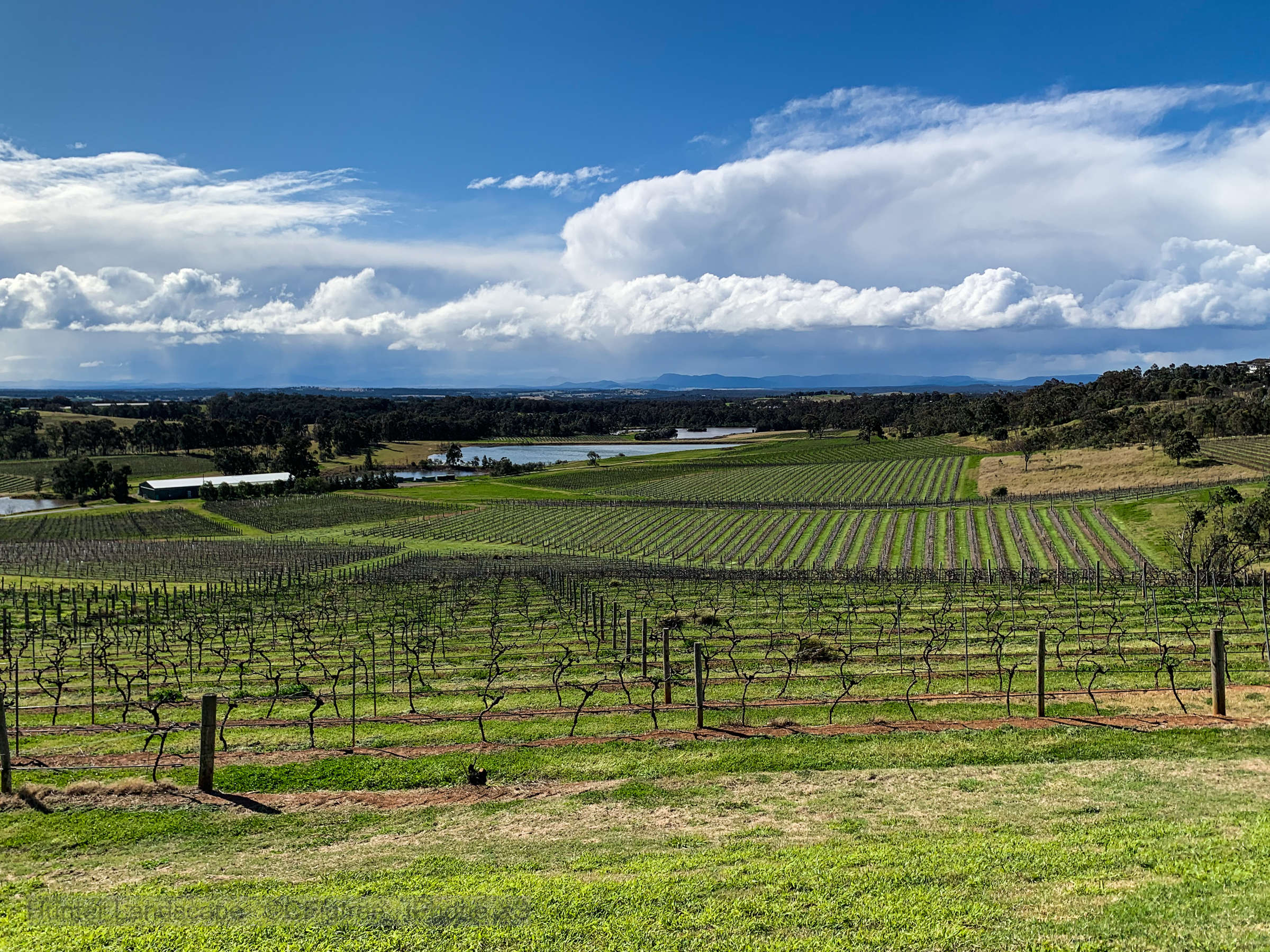 Hunter Valley Tours image of the vineyards