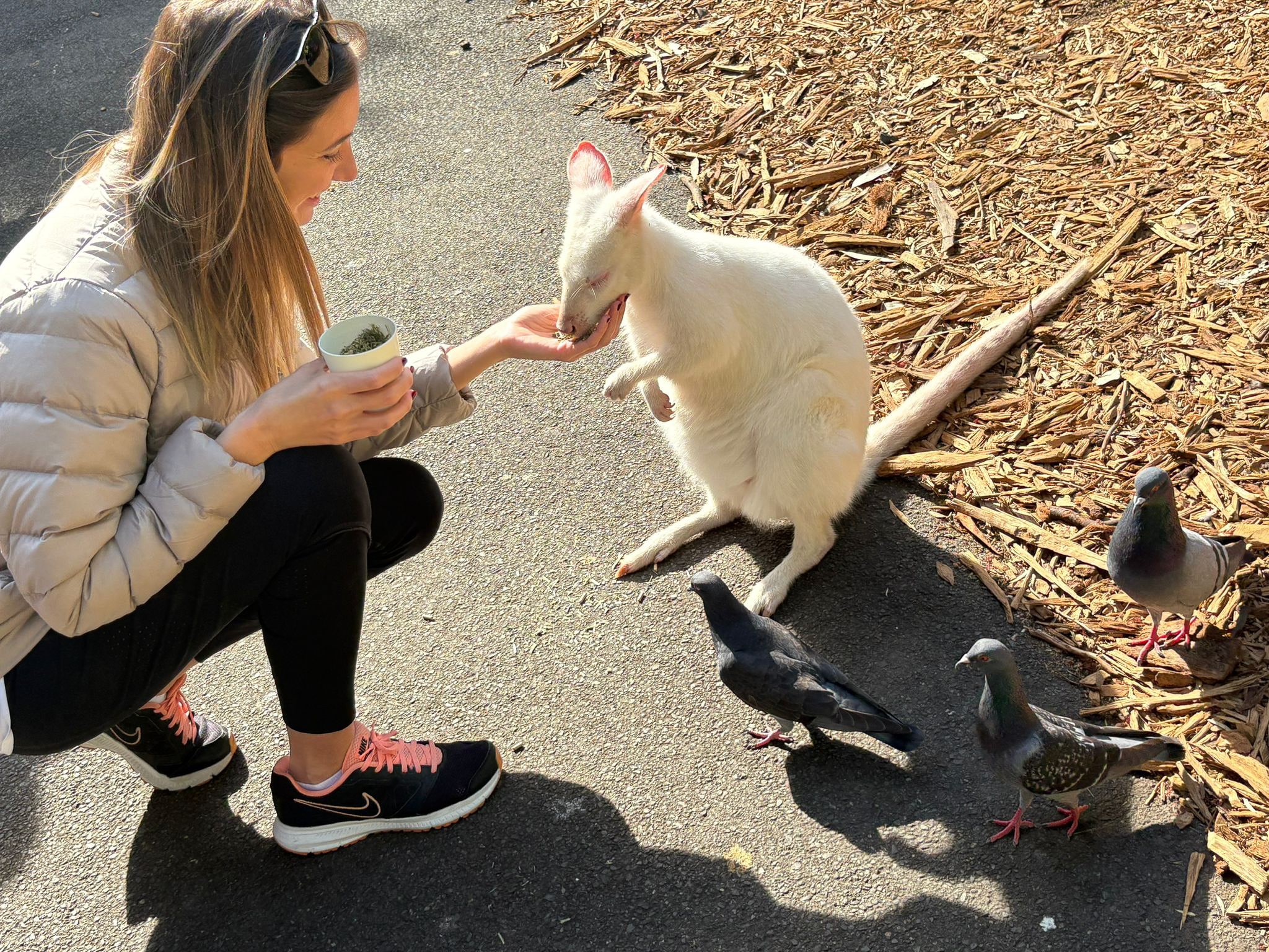 A young girl interacting with an albino kangaroo, highlighting the rare and magical bond between humans and wildlife.