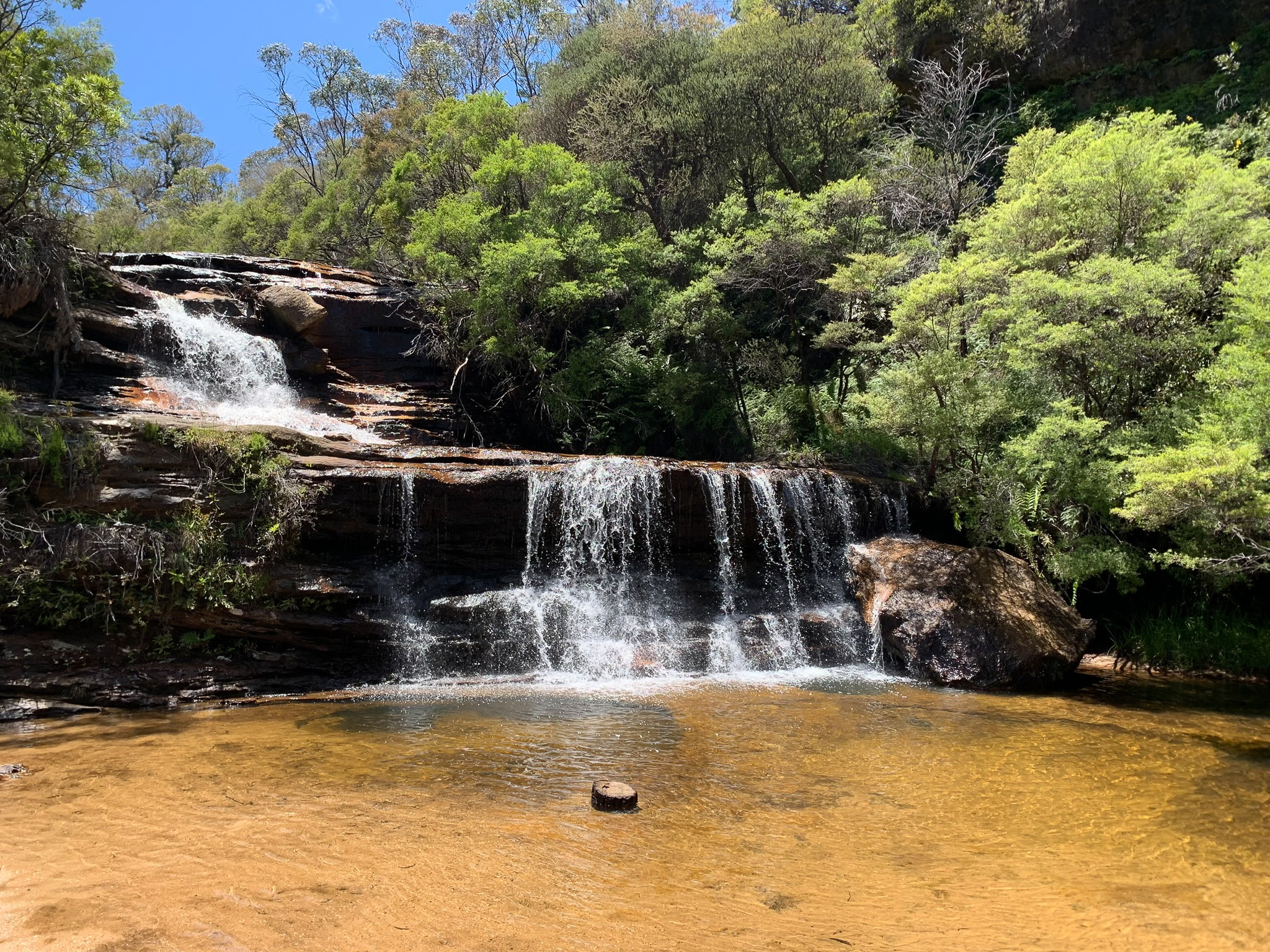 A scenic river crossing near Wentworth Falls, with crystal-clear water flowing over rocks surrounded by lush greenery.