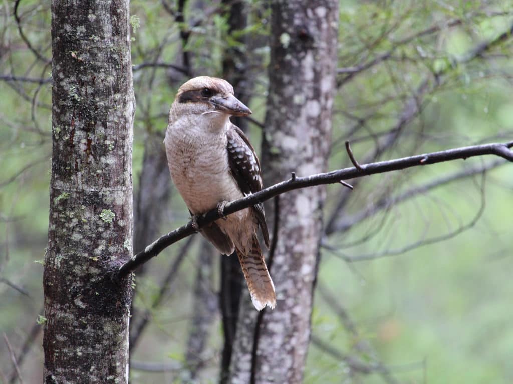 The Australian kookaburra is a well-loved native bird known for its loud, laughing call.