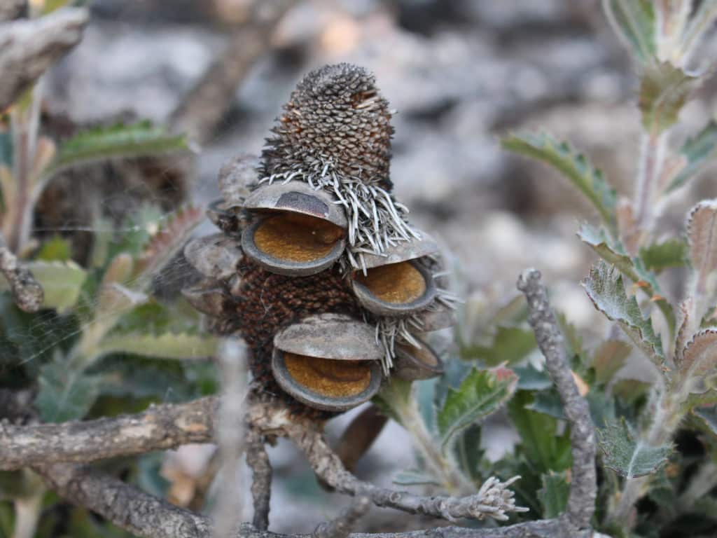 Open Banksia Seed pods after bushfire