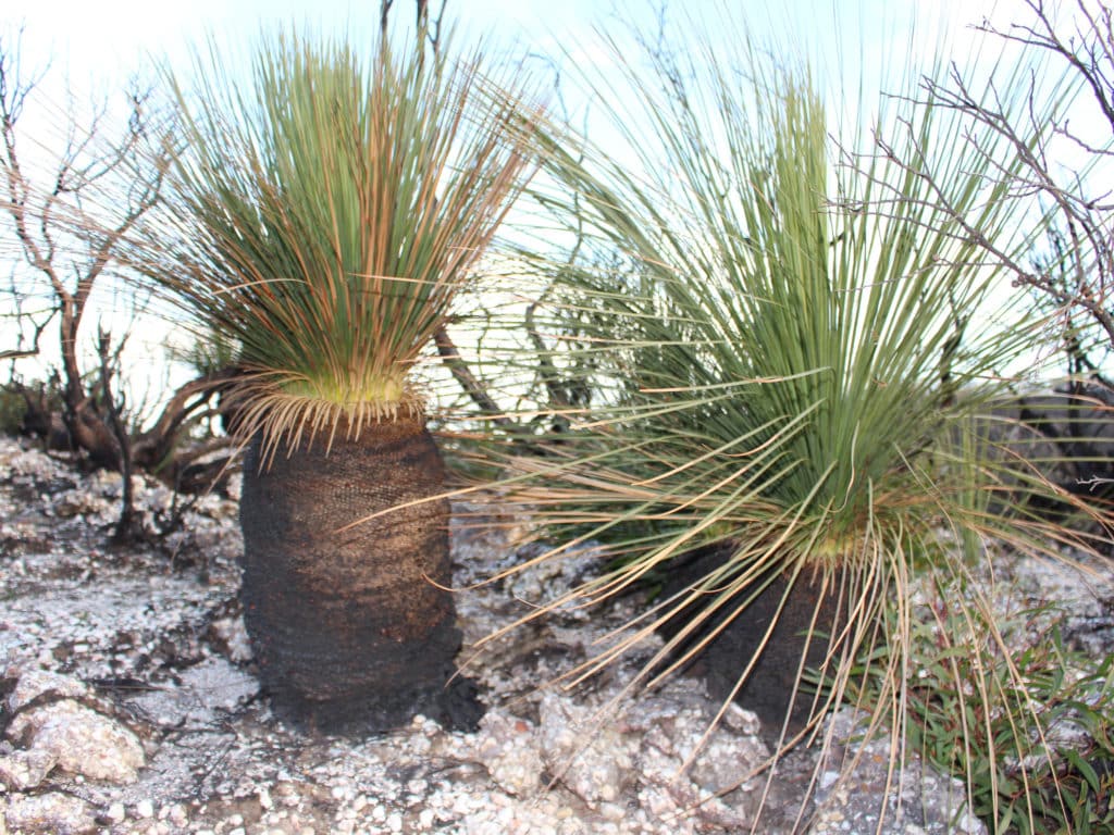 Burnt Grass Trees