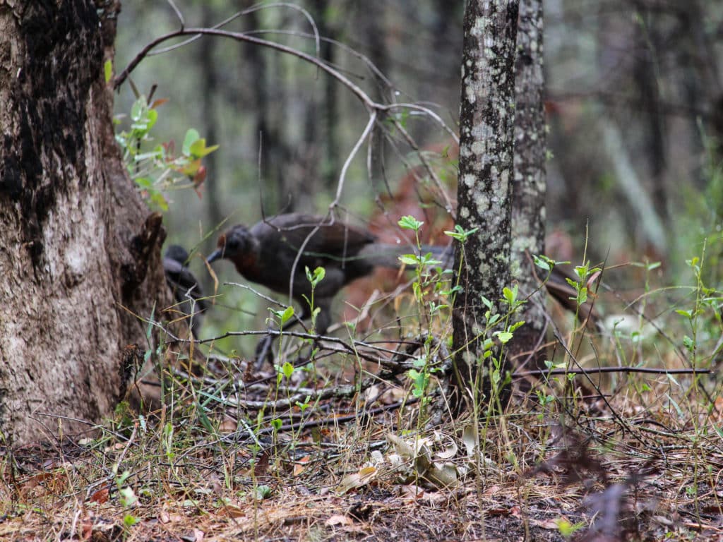 The lyrebird is a remarkable Australian bird.